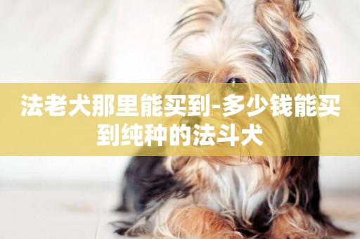 法老犬那里能買到-多少錢能買到純種的法斗犬