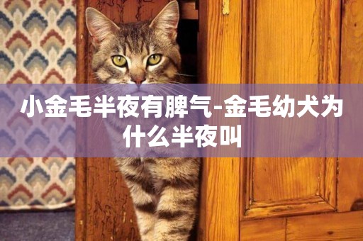 小金毛半夜有脾氣-金毛幼犬為什么半夜叫
