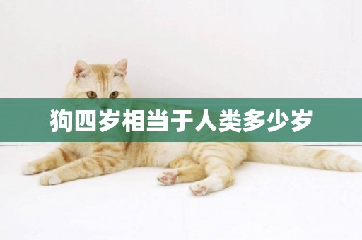 狗四歲相當于人類多少歲