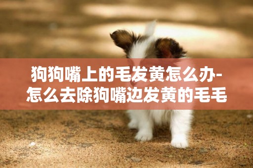 狗狗嘴上的毛發黃怎么辦-怎么去除狗嘴邊發黃的毛毛