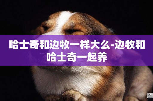 哈士奇和邊牧一樣大么-邊牧和哈士奇一起養