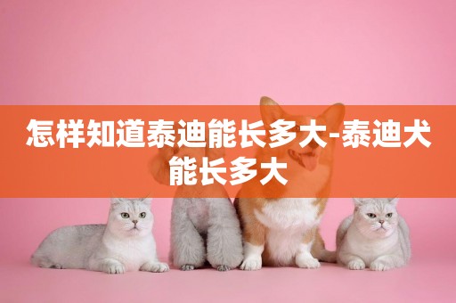 怎樣知道泰迪能長多大-泰迪犬能長多大