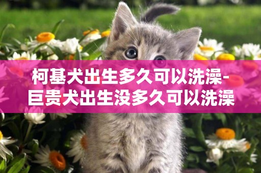 柯基犬出生多久可以洗澡-巨貴犬出生沒多久可以洗澡嗎