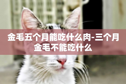 金毛五個月能吃什么肉-三個月金毛不能吃什么