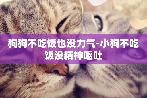 狗狗不吃飯也沒力氣-小狗不吃飯沒精神嘔吐