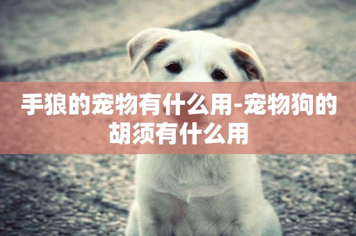 手狼的寵物有什么用-寵物狗的胡須有什么用