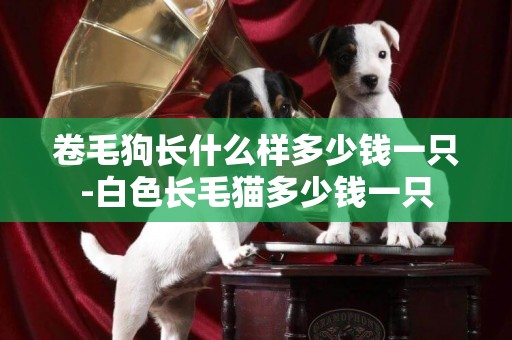 卷毛狗長什么樣多少錢一只-白色長毛貓多少錢一只