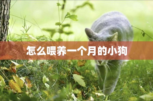 怎么喂養一個月的小狗