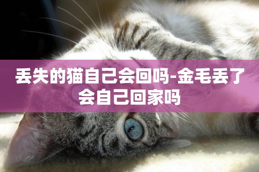 丟失的貓自己會回嗎-金毛丟了會自己回家嗎