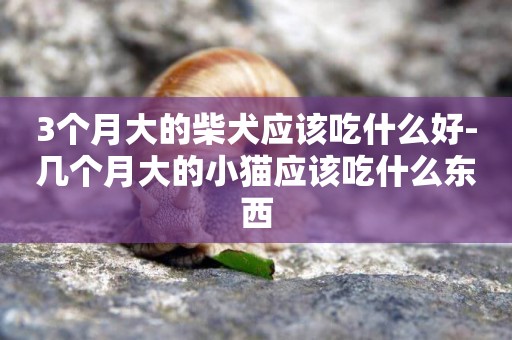 3個月大的柴犬應該吃什么好-幾個月大的小貓應該吃什么東西