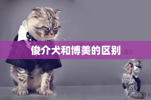 俊介犬和博美的區別