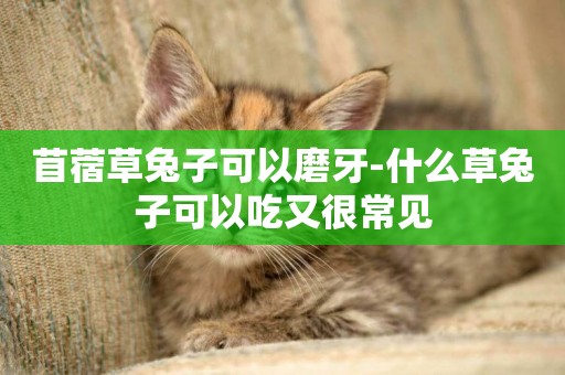 苜蓿草兔子可以磨牙-什么草兔子可以吃又很常見