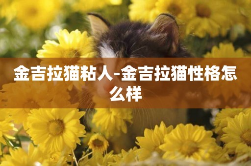 金吉拉貓粘人-金吉拉貓性格怎么樣