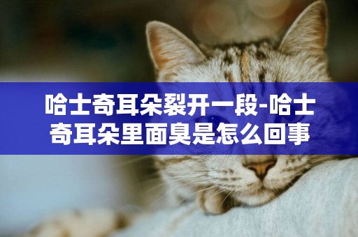 哈士奇耳朵裂開一段-哈士奇耳朵里面臭是怎么回事