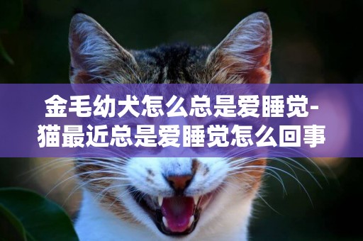 金毛幼犬怎么總是愛睡覺-貓最近總是愛睡覺怎么回事