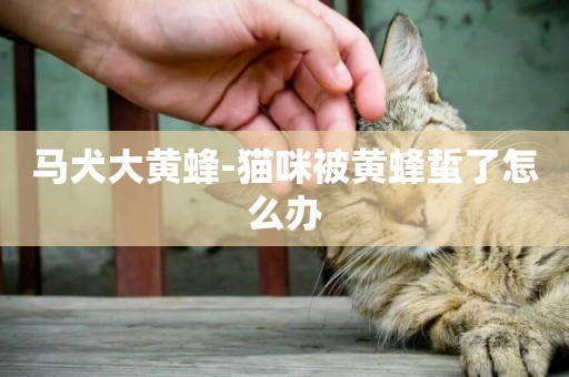 馬犬大黃蜂-貓咪被黃蜂蜇了怎么辦