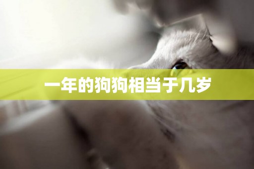 一年的狗狗相當于幾歲