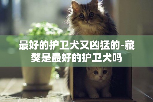 最好的護衛犬又兇猛的-藏獒是最好的護衛犬嗎