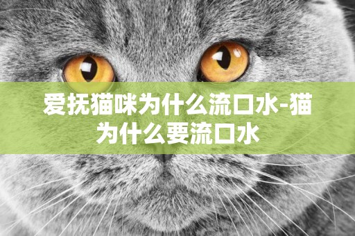 愛撫貓咪為什么流口水-貓為什么要流口水