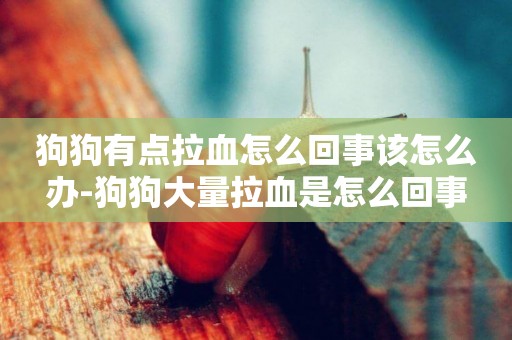 狗狗有點拉血怎么回事該怎么辦-狗狗大量拉血是怎么回事