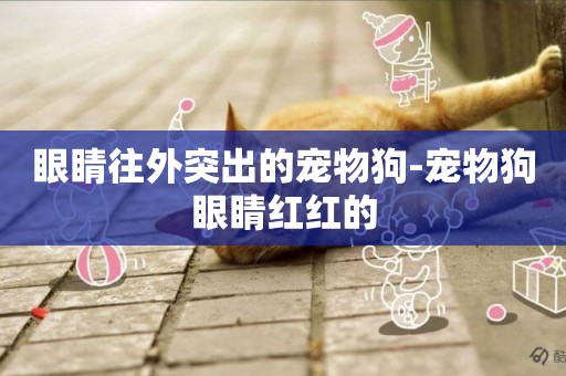眼睛往外突出的寵物狗-寵物狗眼睛紅紅的