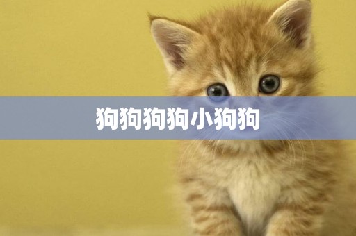 狗狗狗狗小狗狗
