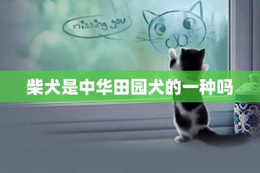 柴犬是中華田園犬的一種嗎