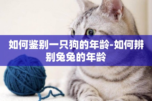 如何鑒別一只狗的年齡-如何辨別兔兔的年齡