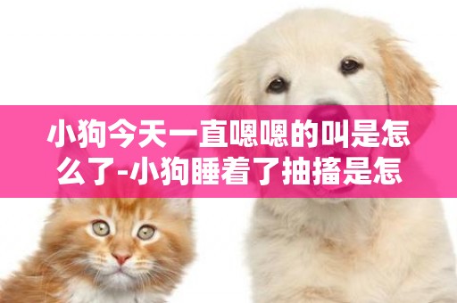 小狗今天一直嗯嗯的叫是怎么了-小狗睡著了抽搐是怎么回事