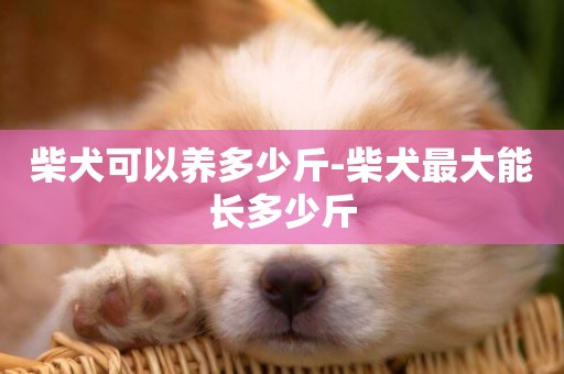 柴犬可以養多少斤-柴犬最大能長多少斤
