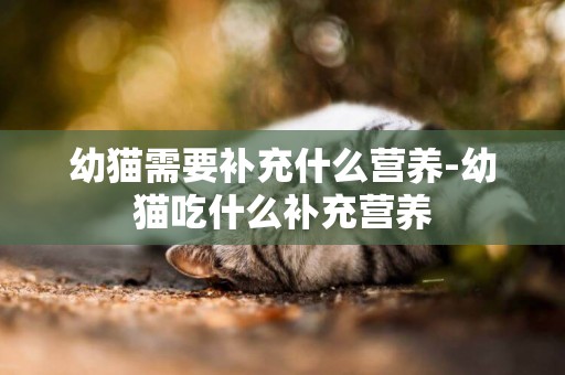 幼貓需要補充什么營養-幼貓吃什么補充營養