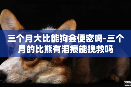 三個月大比能狗會便密嗎-三個月的比熊有淚痕能挽救嗎