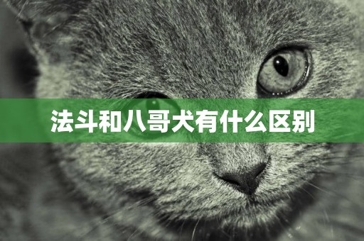 法斗和八哥犬有什么區別