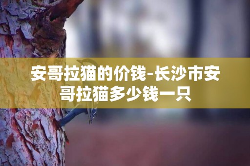 安哥拉貓的價錢-長沙市安哥拉貓多少錢一只