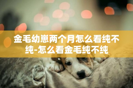 金毛幼崽兩個月怎么看純不純-怎么看金毛純不純