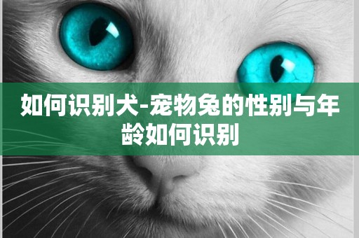 如何識別犬-寵物兔的性別與年齡如何識別