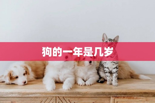 狗的一年是幾歲
