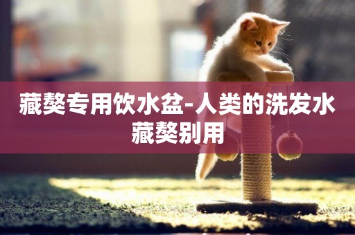 藏獒專用飲水盆-人類的洗發水藏獒別用