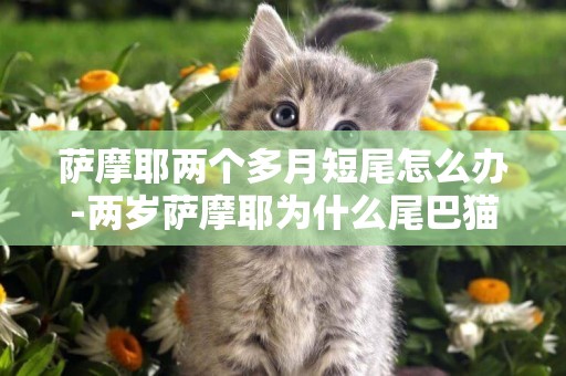 薩摩耶兩個多月短尾怎么辦-兩歲薩摩耶為什么尾巴貓那么少