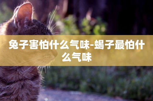 兔子害怕什么氣味-蝎子最怕什么氣味
