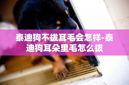 泰迪狗不拔耳毛會怎樣-泰迪狗耳朵里毛怎么拔