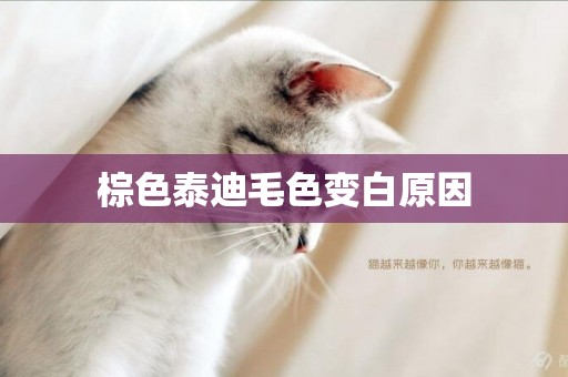 棕色泰迪毛色變白原因