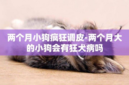 兩個月小狗瘋狂調皮-兩個月大的小狗會有狂犬病嗎