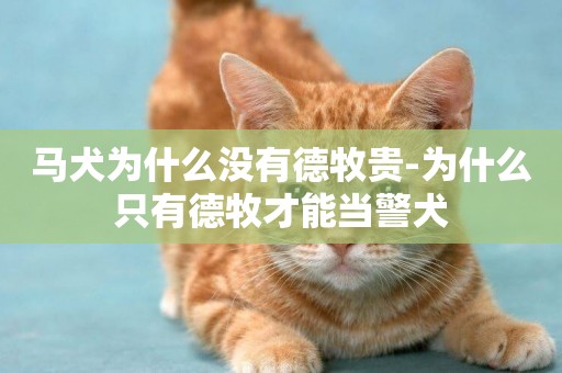 馬犬為什么沒有德牧貴-為什么只有德牧才能當警犬