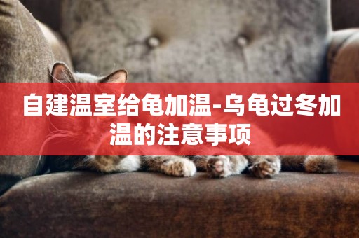 自建溫室給龜加溫-烏龜過冬加溫的注意事項
