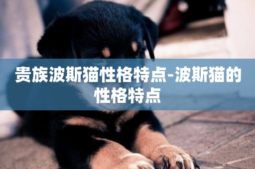 貴族波斯貓性格特點-波斯貓的性格特點