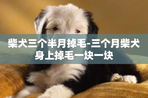 柴犬三個半月掉毛-三個月柴犬身上掉毛一塊一塊