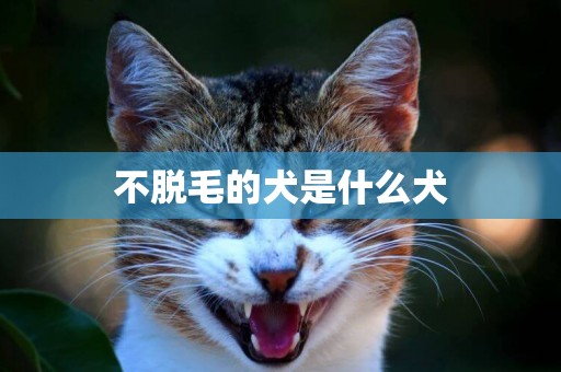 不脫毛的犬是什么犬
