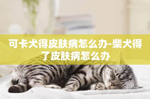 可卡犬得皮膚病怎么辦-柴犬得了皮膚病怎么辦