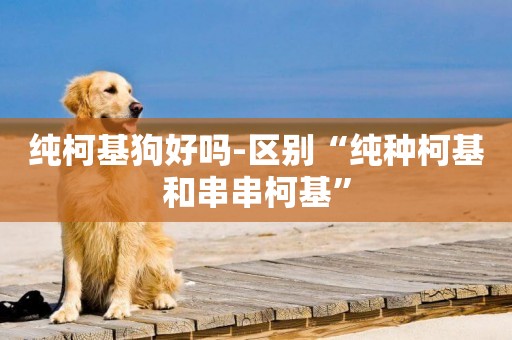 純柯基狗好嗎-區別“純種柯基和串串柯基”